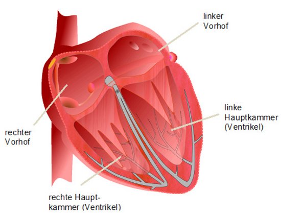 Schema Aufbau des Herzens