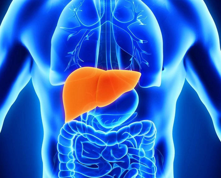 Die Leber spielt eine entscheidende Rolle im Stoffwechsel des Körpers.